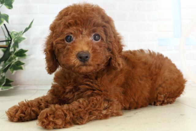 宮崎県のトイプードル(トイ) (Coo&RIKU宮崎店/2026年2月18日生まれ/女の子/レッド)の子犬の3枚目の画像