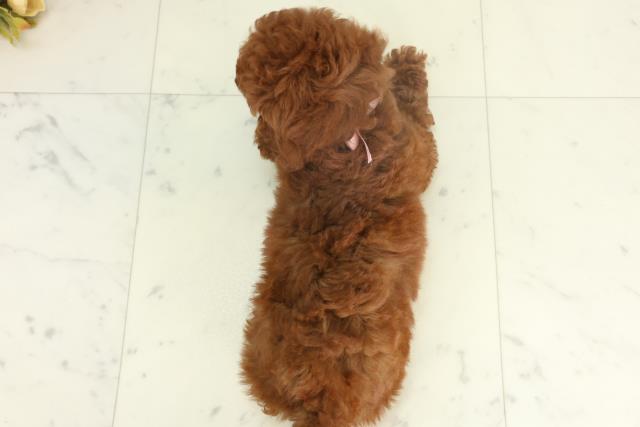 宮崎県のトイプードル(トイ) (Coo&RIKU宮崎店/2026年2月18日生まれ/女の子/レッド)の子犬の4枚目の画像