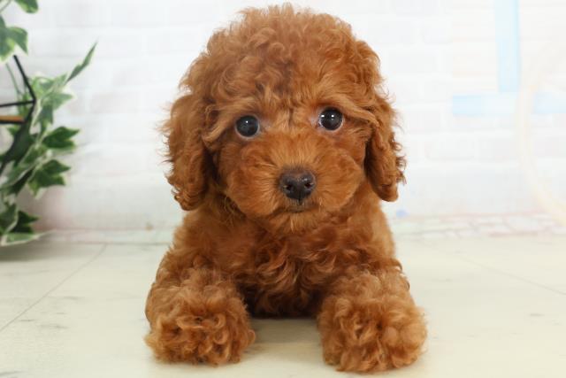 熊本県のトイプードル(トイ) (Coo&RIKUカリーノ菊陽店/2026年2月18日生まれ/女の子/レッド)の子犬の1枚目の画像