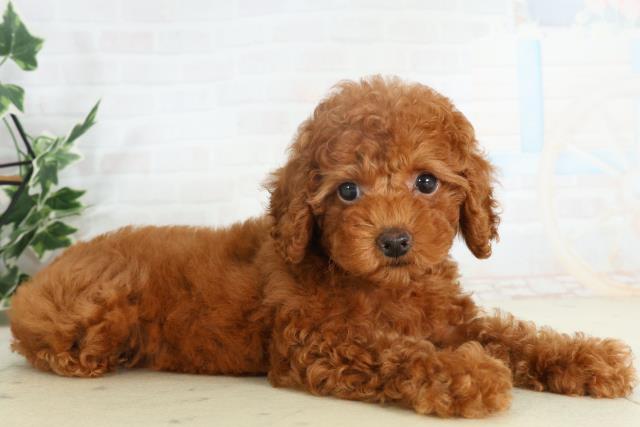 熊本県のトイプードル(トイ) (Coo&RIKUカリーノ菊陽店/2026年2月18日生まれ/女の子/レッド)の子犬の2枚目の画像