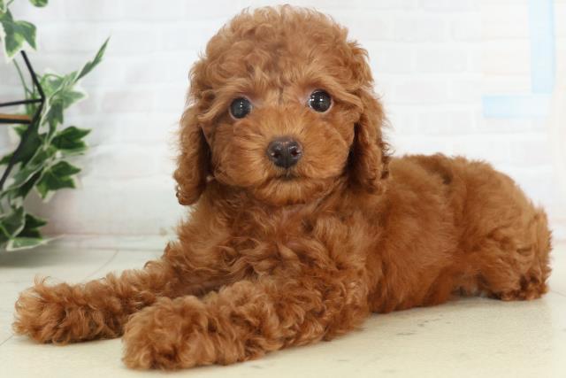 熊本県のトイプードル(トイ) (Coo&RIKUカリーノ菊陽店/2026年2月18日生まれ/女の子/レッド)の子犬の3枚目の画像