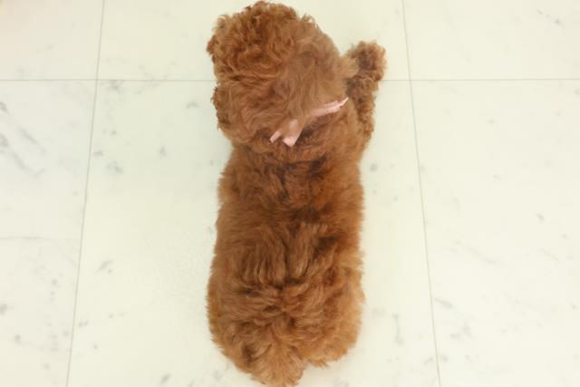 熊本県のトイプードル(トイ) (Coo&RIKUカリーノ菊陽店/2026年2月18日生まれ/女の子/レッド)の子犬の4枚目の画像