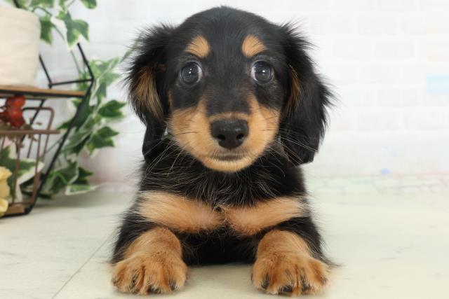 高知県のミニチュアダックスフンド(ロング) (Coo&RIKUのいち店/2026年2月18日生まれ/男の子/ブラックタン)の子犬の1枚目の画像