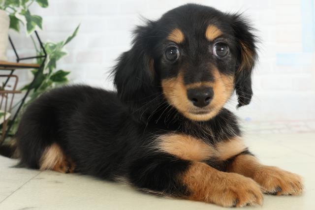 高知県のミニチュアダックスフンド(ロング) (Coo&RIKUのいち店/2026年2月18日生まれ/男の子/ブラックタン)の子犬の2枚目の画像