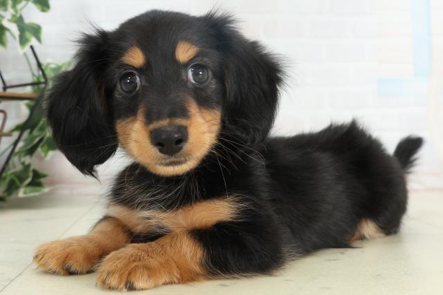 高知県のミニチュアダックスフンド(ロング) (Coo&RIKUのいち店/2026年2月18日生まれ/男の子/ブラックタン)の子犬の3枚目の画像