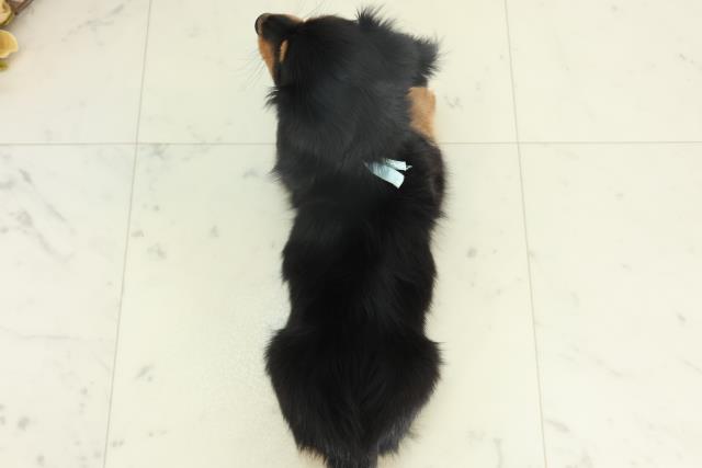 高知県のミニチュアダックスフンド(ロング) (Coo&RIKUのいち店/2026年2月18日生まれ/男の子/ブラックタン)の子犬の4枚目の画像