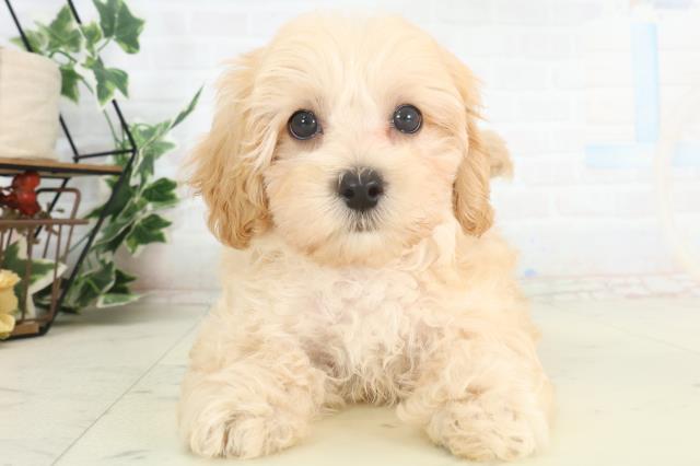 広島県のマルプー(マルチーズ×プードル) (Coo&RIKU広島中央店/2026年2月18日生まれ/男の子/アプリコット)の子犬