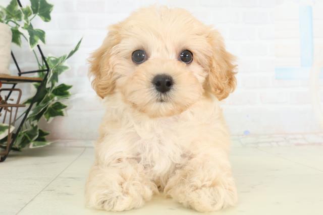 広島県のマルプー(マルチーズ×プードル) (Coo&RIKUゆめタウン大竹店/2026年2月18日生まれ/女の子/アプリコット)の子犬