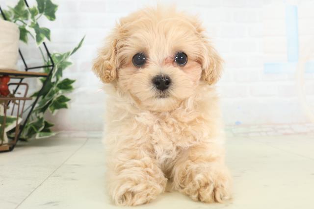 佐賀県のマルプー(マルチーズ×プードル) (Coo&RIKU佐賀神埼店/2026年2月18日生まれ/女の子/アプリコット)の子犬の1枚目の画像
