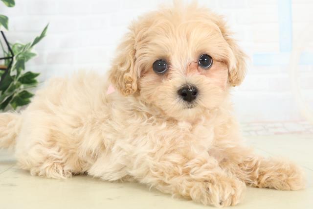 佐賀県のマルプー(マルチーズ×プードル) (Coo&RIKU佐賀神埼店/2026年2月18日生まれ/女の子/アプリコット)の子犬の2枚目の画像