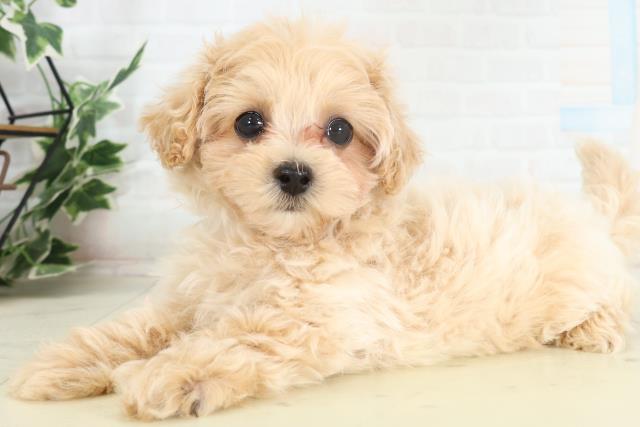 佐賀県のマルプー(マルチーズ×プードル) (Coo&RIKU佐賀神埼店/2026年2月18日生まれ/女の子/アプリコット)の子犬の3枚目の画像