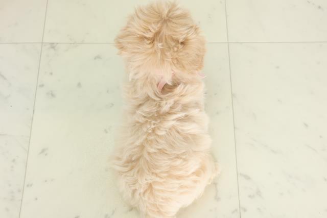 佐賀県のマルプー(マルチーズ×プードル) (Coo&RIKU佐賀神埼店/2026年2月18日生まれ/女の子/アプリコット)の子犬の4枚目の画像