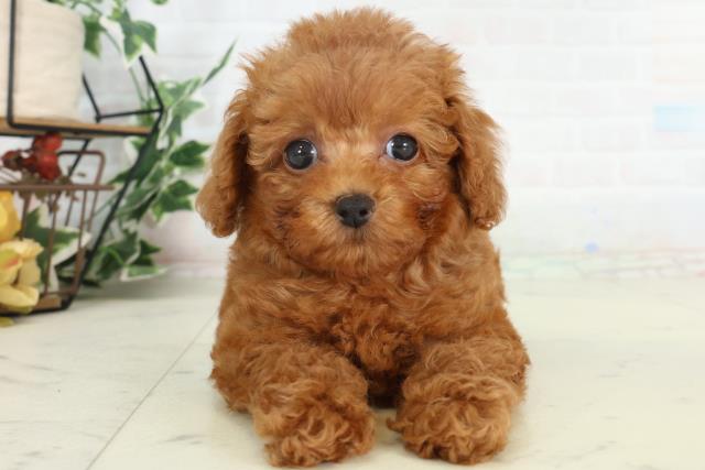 トイ・プードル