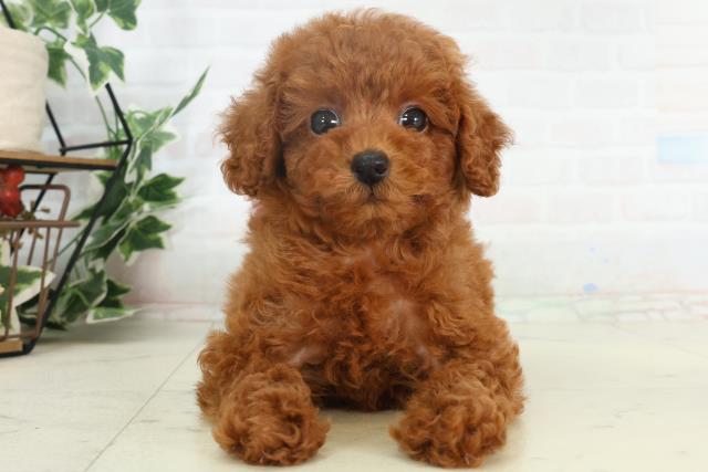 福岡県のトイプードル(トイ) (Coo&RIKU行橋店/2026年2月18日生まれ/女の子/オレンジフォーン)の子犬の1枚目の画像