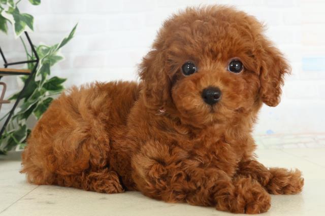 福岡県のトイプードル(トイ) (Coo&RIKU行橋店/2026年2月18日生まれ/女の子/オレンジフォーン)の子犬の2枚目の画像
