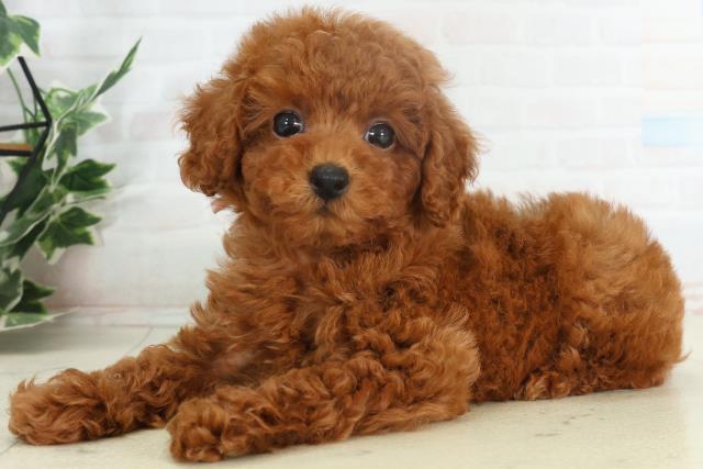 福岡県のトイプードル(トイ) (Coo&RIKU行橋店/2026年2月18日生まれ/女の子/オレンジフォーン)の子犬の3枚目の画像