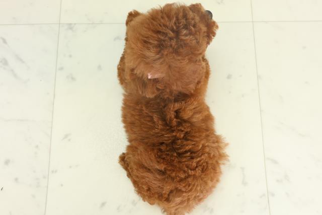 福岡県のトイプードル(トイ) (Coo&RIKU行橋店/2026年2月18日生まれ/女の子/オレンジフォーン)の子犬の4枚目の画像