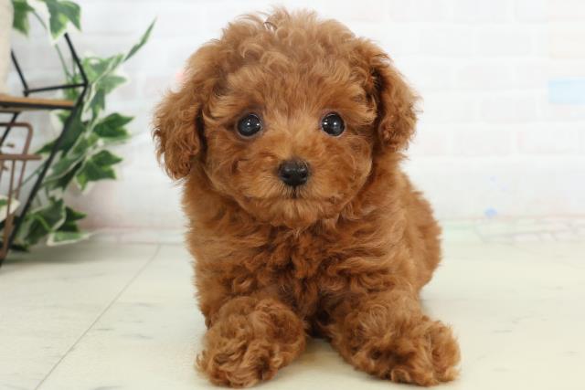 佐賀県のトイプードル(トイ) (Coo&RIKU佐賀神埼店/2026年2月18日生まれ/女の子/オレンジフォーン)の子犬の1枚目の画像