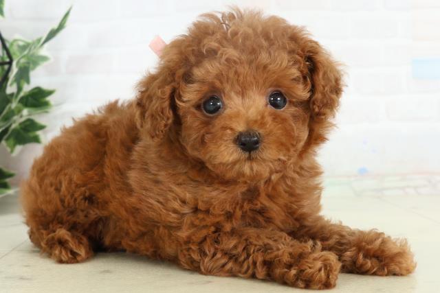 佐賀県のトイプードル(トイ) (Coo&RIKU佐賀神埼店/2026年2月18日生まれ/女の子/オレンジフォーン)の子犬の2枚目の画像