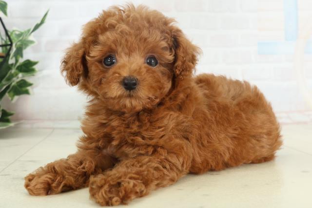 佐賀県のトイプードル(トイ) (Coo&RIKU佐賀神埼店/2026年2月18日生まれ/女の子/オレンジフォーン)の子犬の3枚目の画像