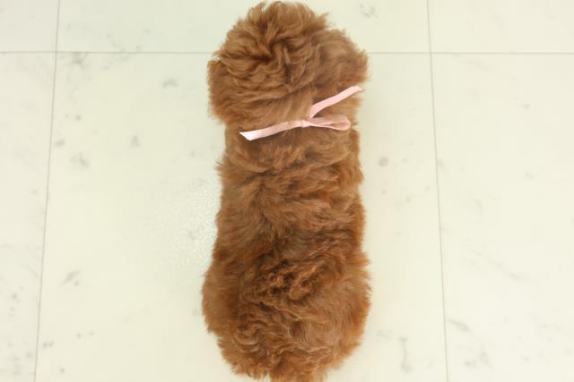 佐賀県のトイプードル(トイ) (Coo&RIKU佐賀神埼店/2026年2月18日生まれ/女の子/オレンジフォーン)の子犬の4枚目の画像