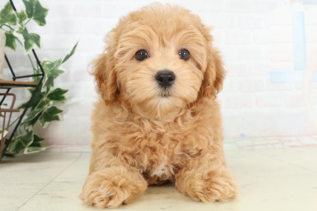 熊本県のマルプー(マルチーズ×プードル) (Coo&RIKU宇土シティモール店/2026年2月20日生まれ/男の子/アプリコット)の子犬の1枚目の画像