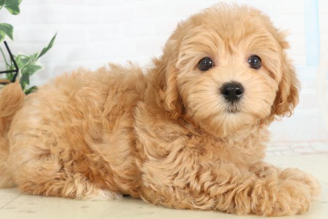 熊本県のマルプー(マルチーズ×プードル) (Coo&RIKU宇土シティモール店/2026年2月20日生まれ/男の子/アプリコット)の子犬の2枚目の画像