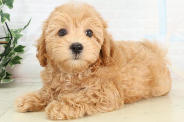 熊本県のマルプー(マルチーズ×プードル) (Coo&RIKU宇土シティモール店/2026年2月20日生まれ/男の子/アプリコット)の子犬の3枚目の画像