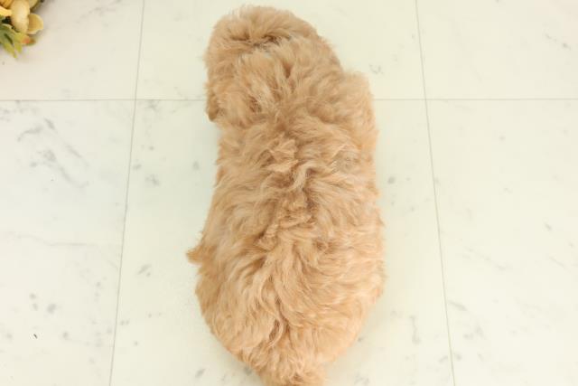 熊本県のマルプー(マルチーズ×プードル) (Coo&RIKU宇土シティモール店/2026年2月20日生まれ/男の子/アプリコット)の子犬の4枚目の画像