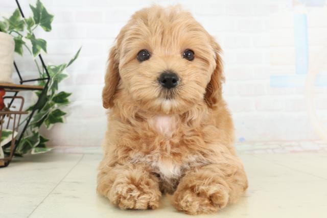香川県のマルプー(マルチーズ×プードル) (Coo&RIKU高松上福岡店/2026年2月20日生まれ/女の子/アプリコット)の子犬の1枚目の画像