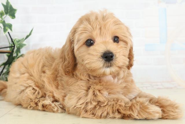 香川県のマルプー(マルチーズ×プードル) (Coo&RIKU高松上福岡店/2026年2月20日生まれ/女の子/アプリコット)の子犬の2枚目の画像