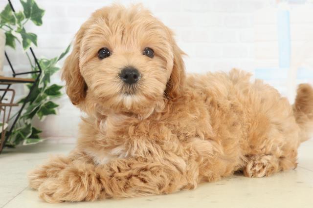 香川県のマルプー(マルチーズ×プードル) (Coo&RIKU高松上福岡店/2026年2月20日生まれ/女の子/アプリコット)の子犬の3枚目の画像