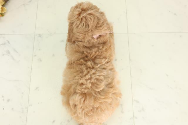 香川県のマルプー(マルチーズ×プードル) (Coo&RIKU高松上福岡店/2026年2月20日生まれ/女の子/アプリコット)の子犬の4枚目の画像