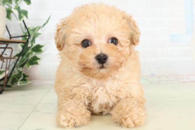 熊本県のトイプードル(トイ) (Coo&RIKU宇土シティモール店/2026年2月22日生まれ/男の子/アプリコット)の子犬の1枚目の画像