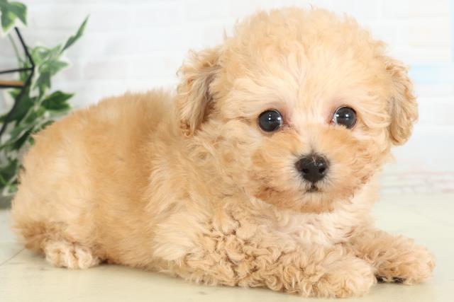 熊本県のトイプードル(トイ) (Coo&RIKU宇土シティモール店/2026年2月22日生まれ/男の子/アプリコット)の子犬の2枚目の画像