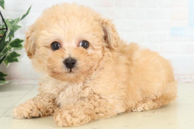 熊本県のトイプードル(トイ) (Coo&RIKU宇土シティモール店/2026年2月22日生まれ/男の子/アプリコット)の子犬の3枚目の画像