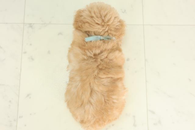 熊本県のトイプードル(トイ) (Coo&RIKU宇土シティモール店/2026年2月22日生まれ/男の子/アプリコット)の子犬の4枚目の画像