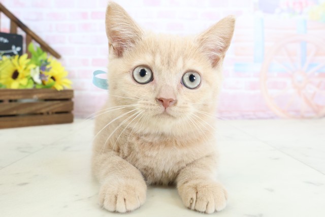 島根県のブリティッシュショートヘアー (Coo&RIKU出雲店/2026年1月24日生まれ/男の子/クリームタビー)の子猫の1枚目の画像