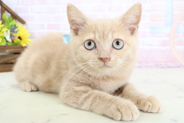 島根県のブリティッシュショートヘアー (Coo&RIKU出雲店/2026年1月24日生まれ/男の子/クリームタビー)の子猫の2枚目の画像