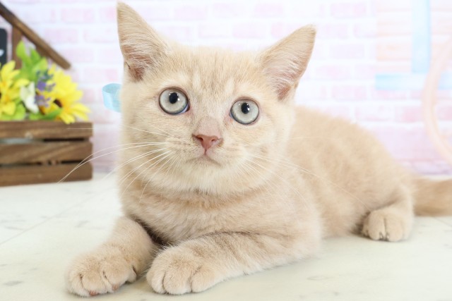 島根県のブリティッシュショートヘアー (Coo&RIKU出雲店/2026年1月24日生まれ/男の子/クリームタビー)の子猫の3枚目の画像