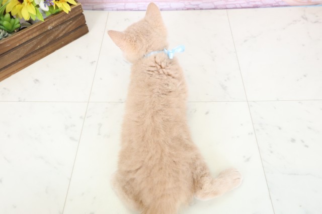 島根県のブリティッシュショートヘアー (Coo&RIKU出雲店/2026年1月24日生まれ/男の子/クリームタビー)の子猫の4枚目の画像