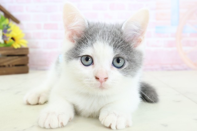 福岡県のブリティッシュショートヘアー (Coo&RIKUゆめタウン飯塚店/2026年2月9日生まれ/男の子/ブルーホワイト)の子猫の1枚目の画像