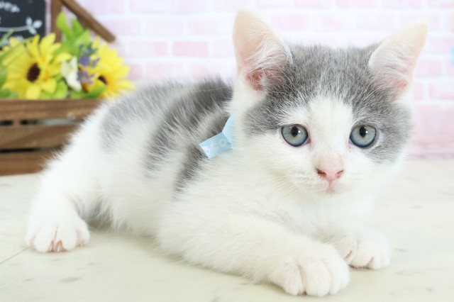福岡県のブリティッシュショートヘアー (Coo&RIKUゆめタウン飯塚店/2026年2月9日生まれ/男の子/ブルーホワイト)の子猫の2枚目の画像