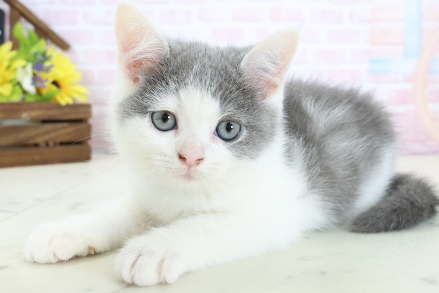 福岡県のブリティッシュショートヘアー (Coo&RIKUゆめタウン飯塚店/2026年2月9日生まれ/男の子/ブルーホワイト)の子猫の3枚目の画像