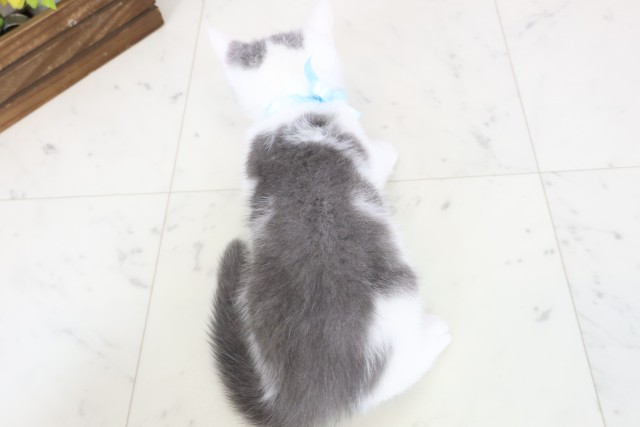 福岡県のブリティッシュショートヘアー (Coo&RIKUゆめタウン飯塚店/2026年2月9日生まれ/男の子/ブルーホワイト)の子猫の4枚目の画像