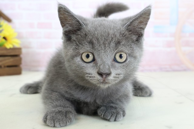 広島県のブリティッシュショートヘアー (Coo&RIKU広島中央店/2026年2月9日生まれ/女の子/ブルー)の子猫