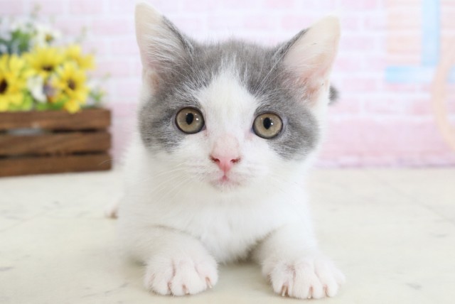 佐賀県のブリティッシュショートヘアー (Coo&RIKU佐賀神埼店/2026年2月9日生まれ/女の子/ブルーホワイト)の子猫の1枚目の画像