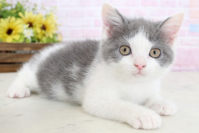 佐賀県のブリティッシュショートヘアー (Coo&RIKU佐賀神埼店/2026年2月9日生まれ/女の子/ブルーホワイト)の子猫の2枚目の画像