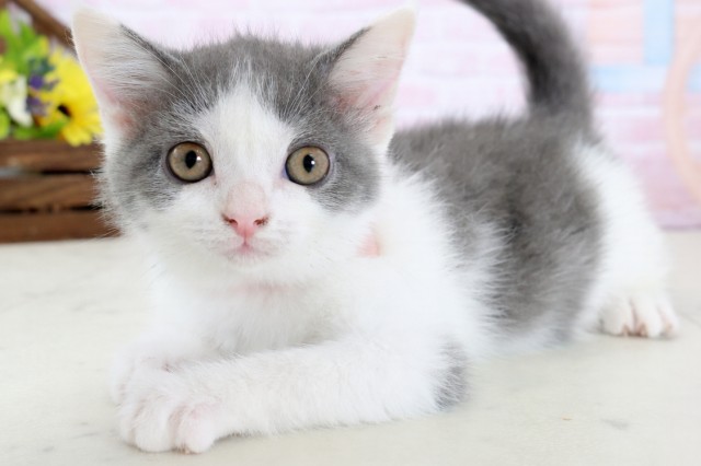 佐賀県のブリティッシュショートヘアー (Coo&RIKU佐賀神埼店/2026年2月9日生まれ/女の子/ブルーホワイト)の子猫の3枚目の画像