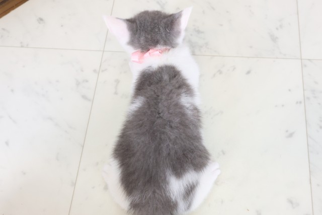 佐賀県のブリティッシュショートヘアー (Coo&RIKU佐賀神埼店/2026年2月9日生まれ/女の子/ブルーホワイト)の子猫の4枚目の画像